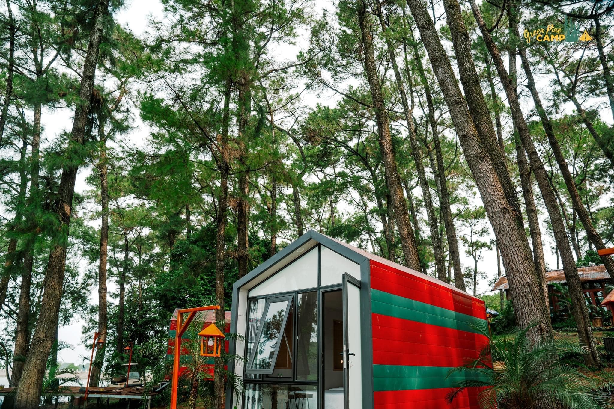 Thông Mer tại Green Pine Ninh Bình