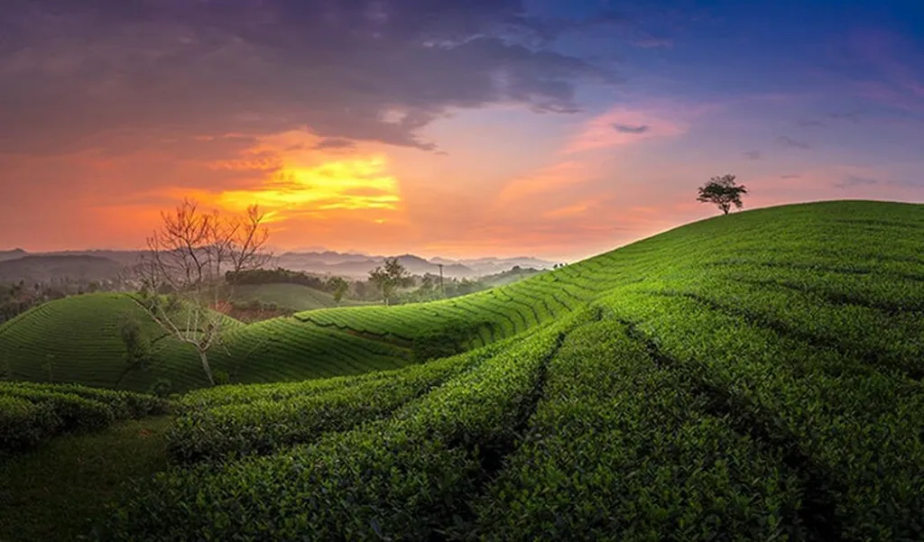 doi che tan cuong thai nguyen