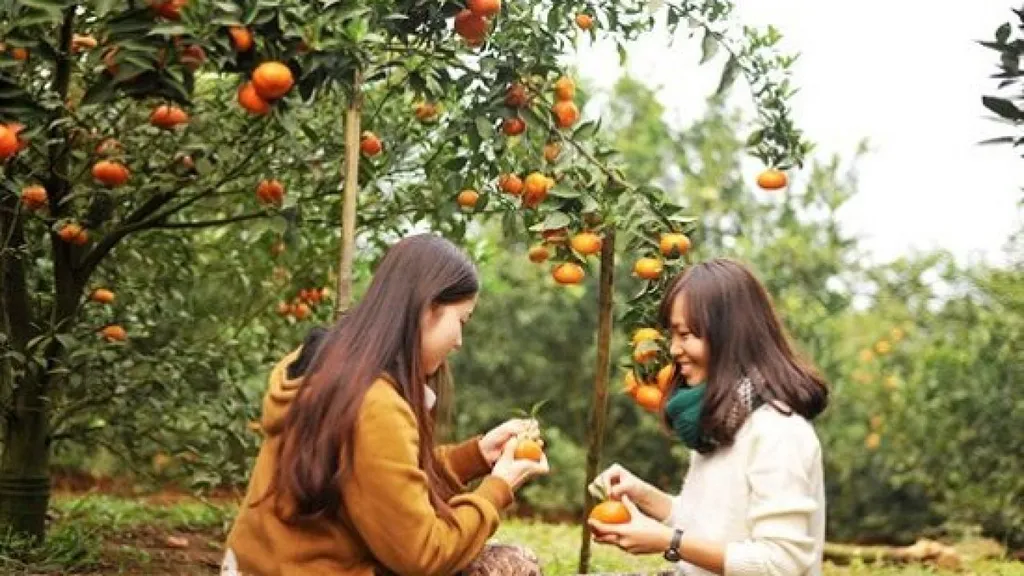 vuon trai cay cai mon