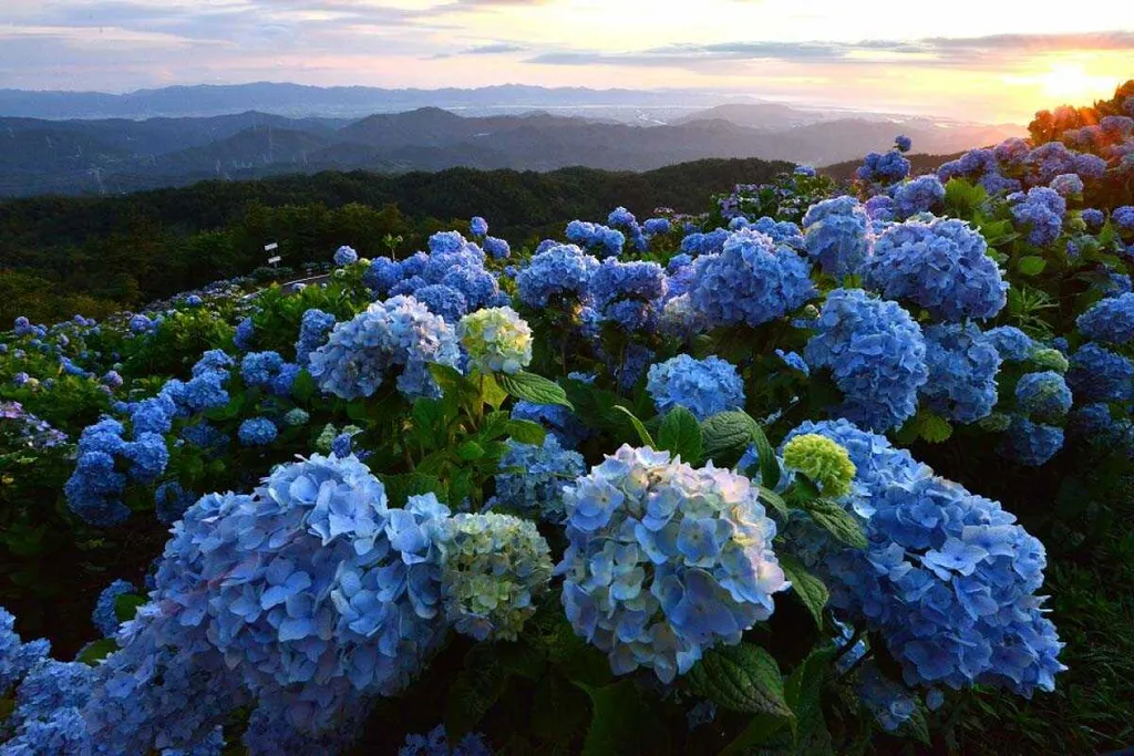 vuon hoa cam tu cau a lat 2